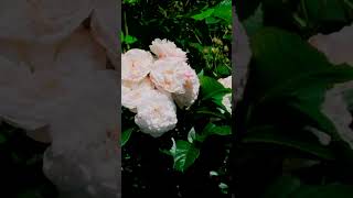Роза Буке Парфэ Bouquet Parfait