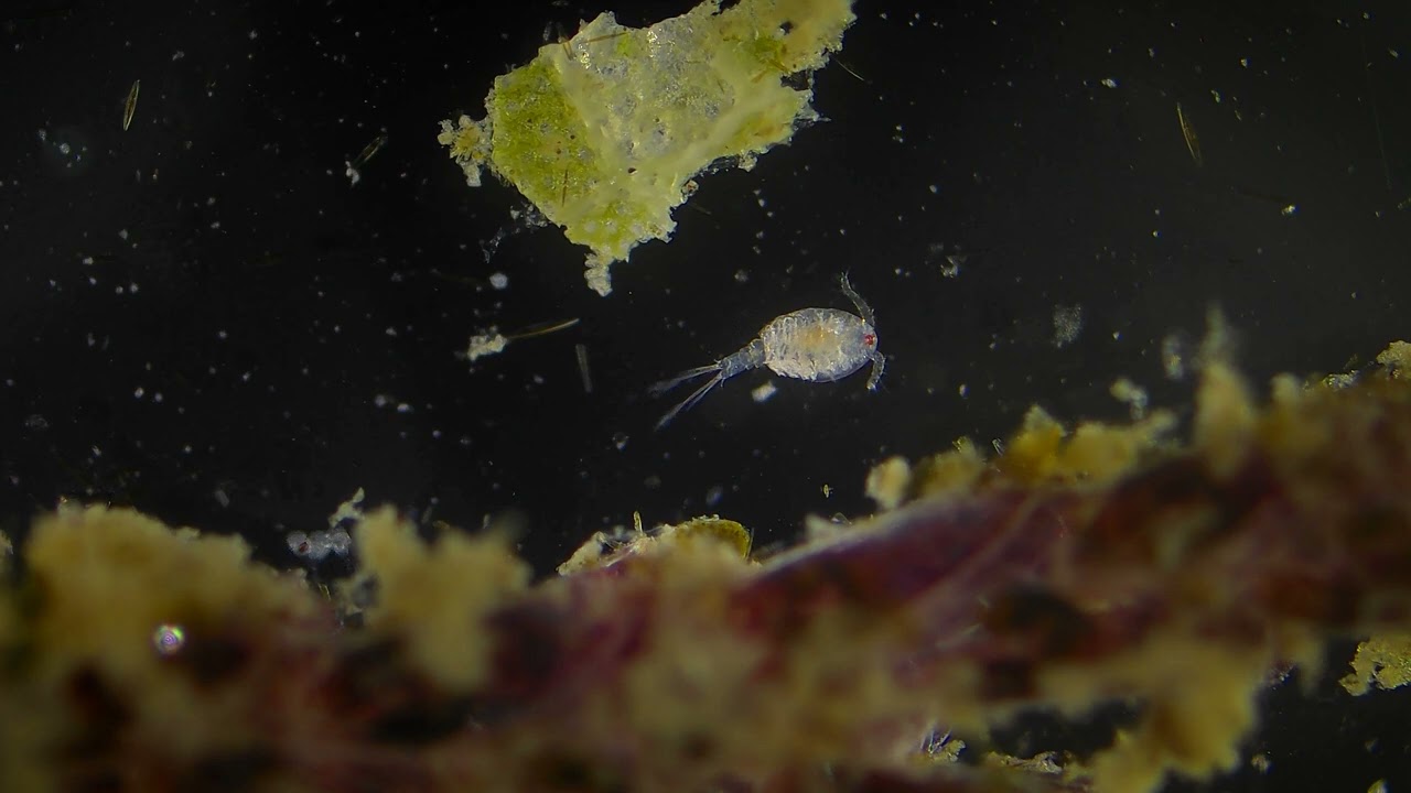 Vista al microscopio de microorganismos Port Saplaya(Alboraya) 12-12-2025