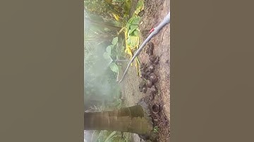 Hệ thống béc phun tưới dừa ở bến tre 2