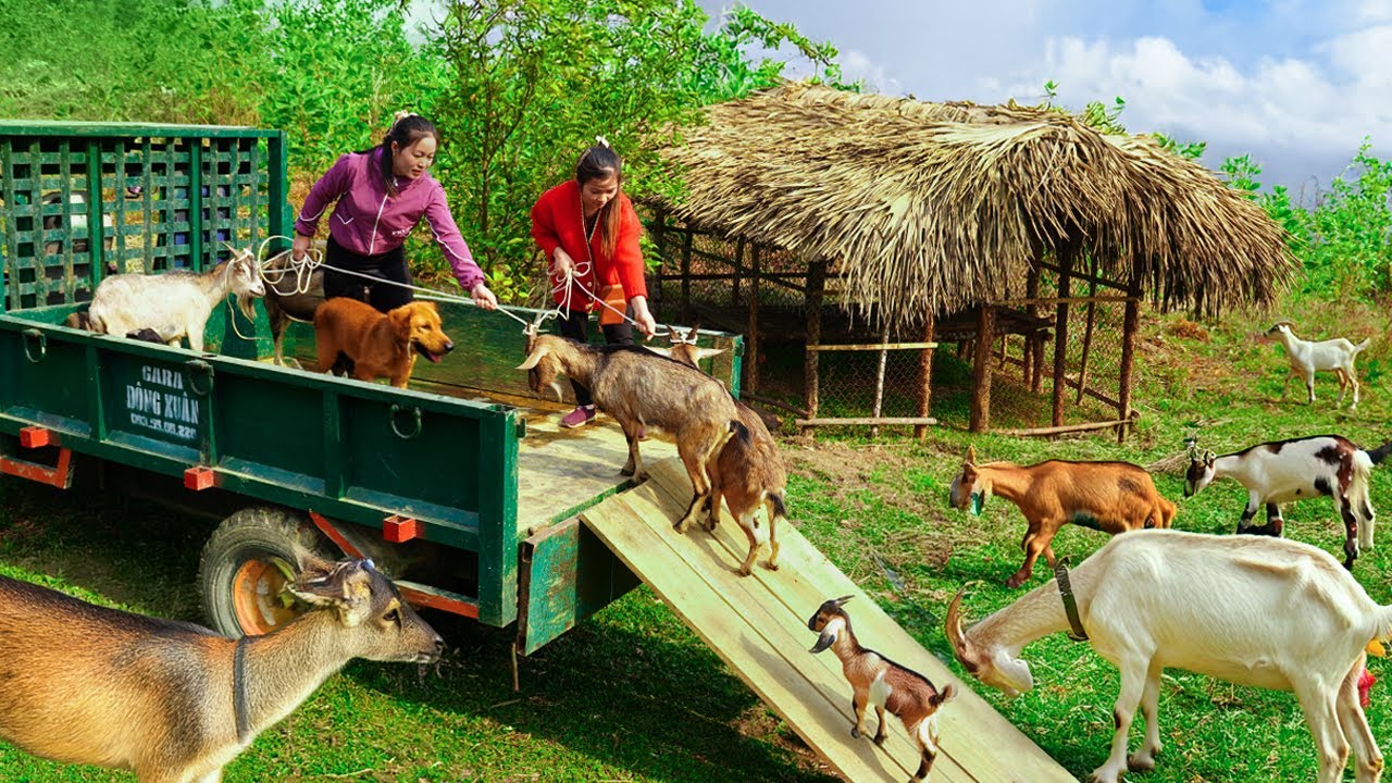 Harvesting Goat Herds - Use Truck Transport Goat Herds Go To Countryside Market Sell Well