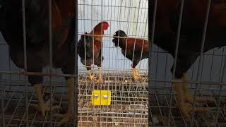 Gallos Piñeiros Silvestre Jovenes #gallinas #piñeiras #Galicia