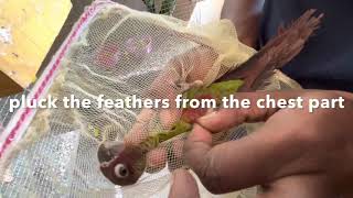 How to take dna test for conures/parrots/exotic birds. How to know the gender for birds. Easy steps.