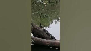 ඉබ්බොත් කොට උඩ 🤣🤣 #shorts