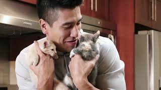 Kitten Foster
