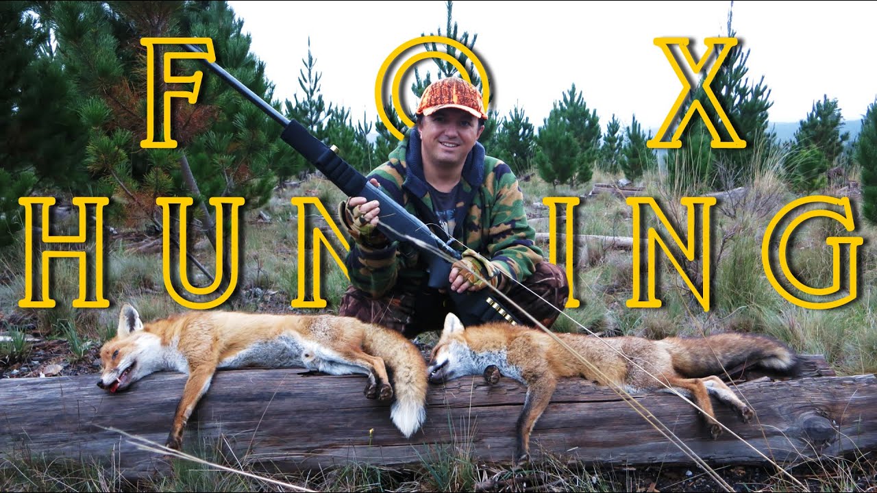 Pine Forest Fox Hunting Australia YouTube