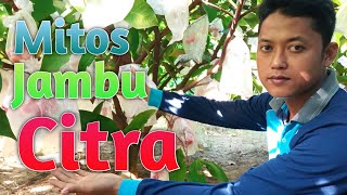 Watch this to avoid misunderstanding about guava citra