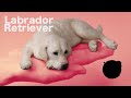 羊毛フェルトで作るラブラドールレトリバー　"Labrador retriever"The process of making with wool felt