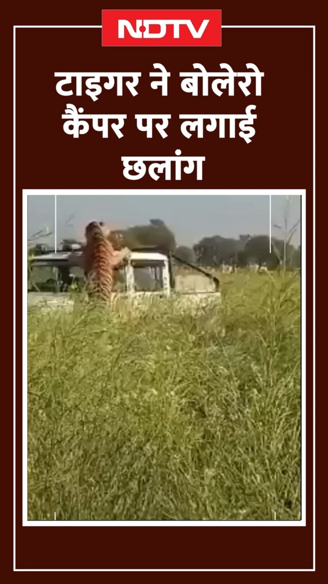 Dausa: Tiger ने Bolero कैंपर पर लगाई छलांग, विंडशील्ड टूटी, बाल-बाल बचे अधिकारी | Viral Video | NDTV