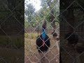 Burung Kasuari cantik