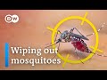 We could kill all mosquitoes but should we