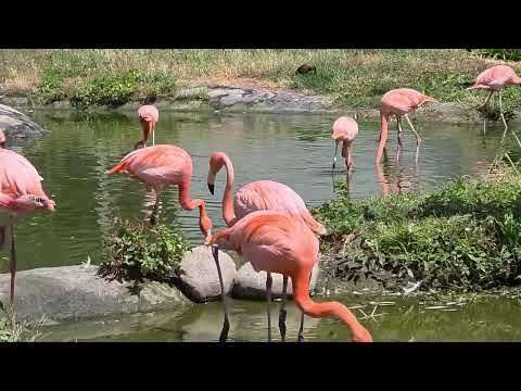Caribbean Flamingo / Phoenicopterus ruber