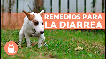 ¿Qué remedio casero puedo darle a mi perro para la diarrea y los vómitos?