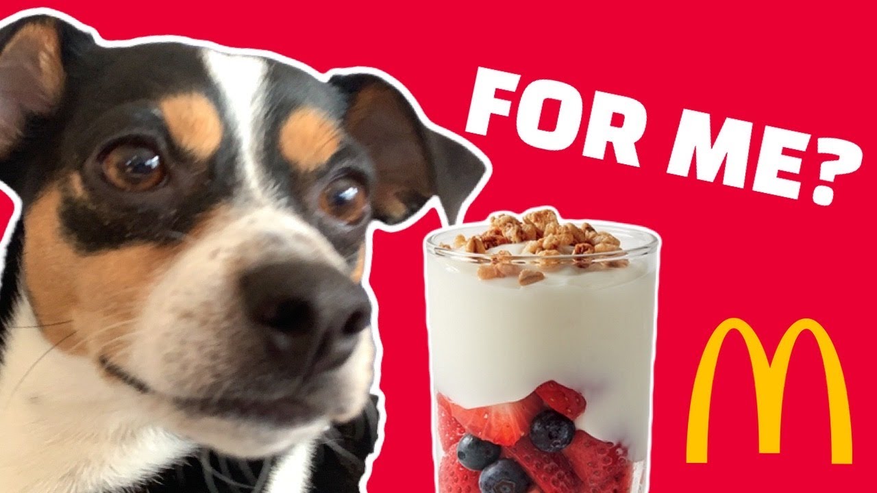 DOG TRIES MCDONALDS FRUIT 'N YOGURT PARFAIT WITH CRUNCHY GRANOLA ASMR
