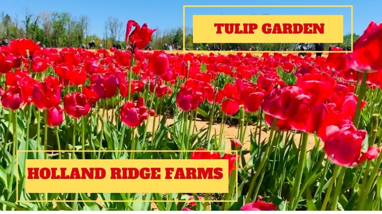 Tulip Garden at Holland Ridge Farms, New Jersey USA Travel Vlog
