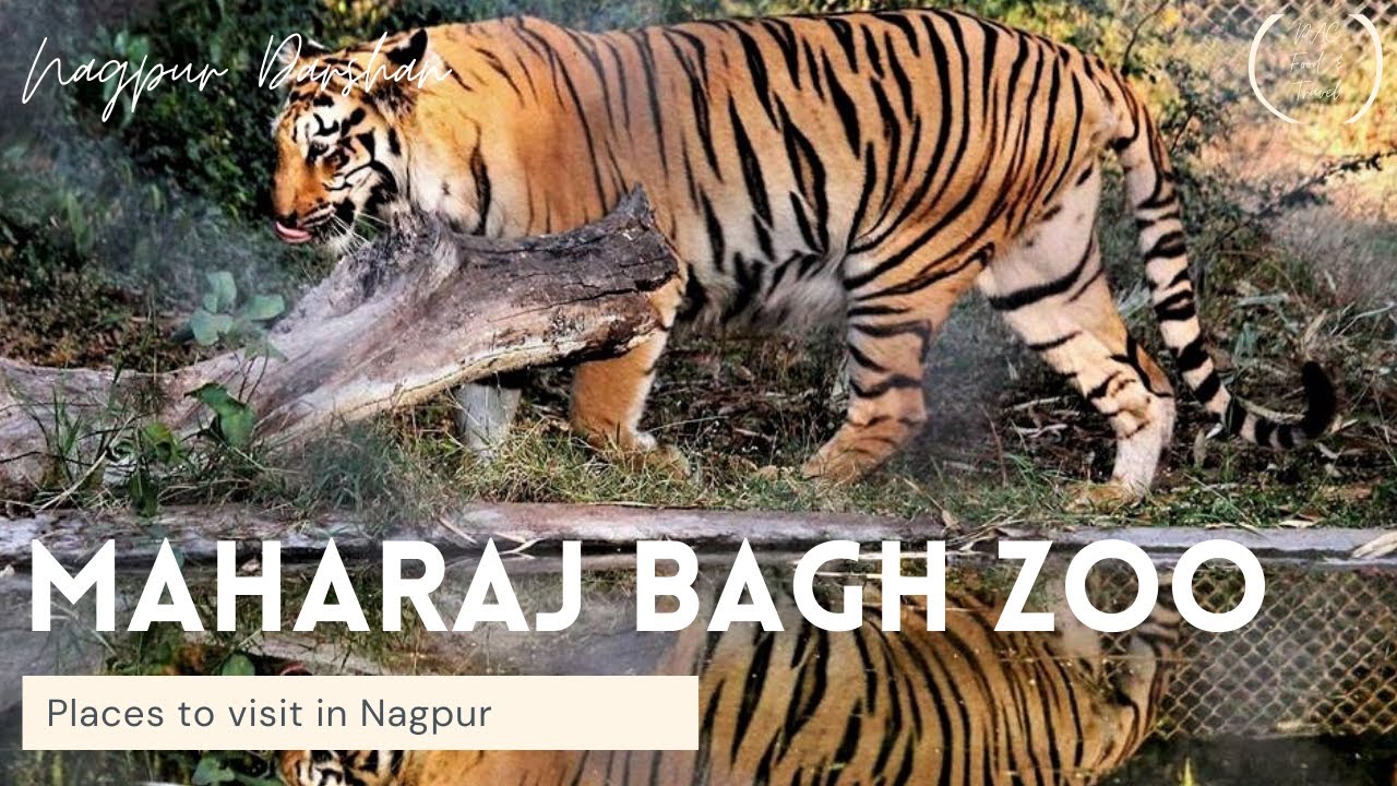 Tiger in Maharaj Bagh Zoo & Garden 2 | Places to visit in Nagpur | Nagpur Darshan - YouTube