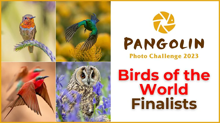 Bird Photography Competition Finalists - DayDayNews