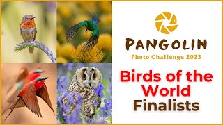 Bird Photography Competition Finalists