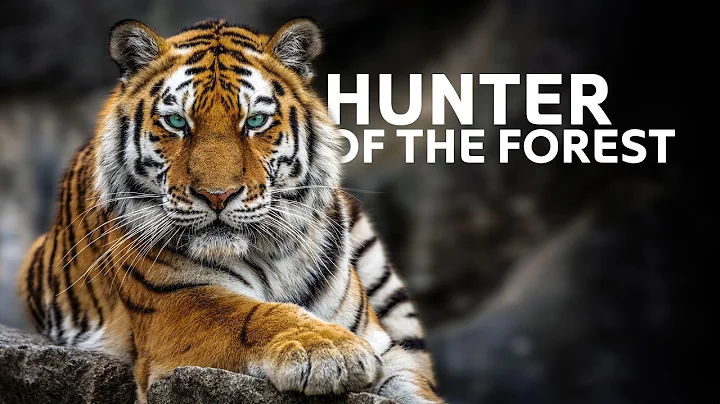 Surviving 24 Hours In The Jungle | Wildlife Documentary thumbnail