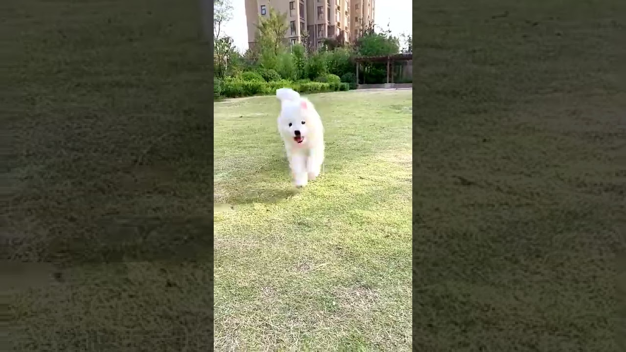 OMG 为什么小狗宝宝这么可爱 