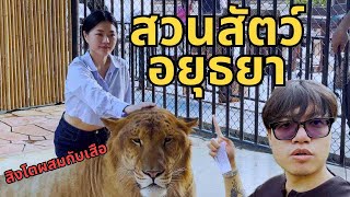 สวนสัตว์อยุธยา สิงโตผสมกับเสือที่แรกในประเทศไทย!┃ไอหมอนี่