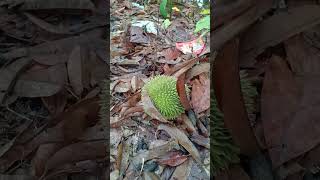 jatuh sebelum masanya karena diterpa angin kencang‼️ #durian #anginkencang #durianjatuh @dampakangin
