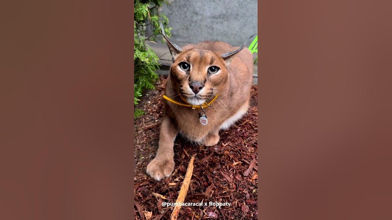 Caracal Pumba Hissing : Floppa #shorts - YouTube