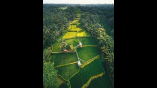 Raim Laode  Komang 