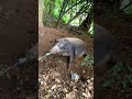 括り罠に掛かった猪🐗の鼻括り メス 体長118cm 2023/5/29 #有害鳥獣駆除
