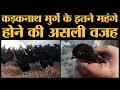 Jhabua के मशहूर Kadaknath मुर्गे की पूरी कहानी