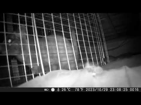 ＜宮城県岩沼市◎地元密着＞ハクビシンも！アライグマも！イノシシまで！獲れます！
