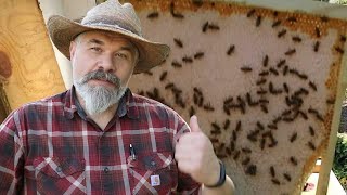 Layens Beehive Inspections and Fall Honey Harvest