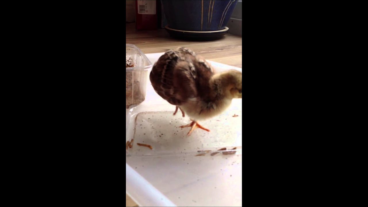 What to feed a baby peacock YouTube