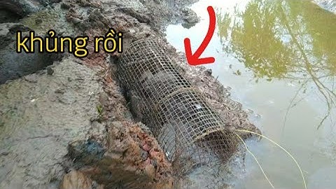 Đặt Lợp Ếch Dưới Mương Nước Mới Xã Ếch Vô Nhiều Thấy Mê Luôn/Út Miền Tây