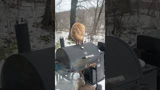 Opossum And Cat Share Friendly Encounter