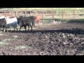 Tye Border Collie male Working Cattle Dog for sale Tye Border Collie male Working Cattle Dog for sale