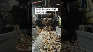 How Sugar Is Made in Massive Factories 🍬🏭 | Ultra Realistic Factory Documentary
