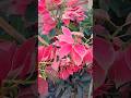 Beautiful Poinsettia Plant ❤️😍#flower #beautifulflowers #garden #ytshorts