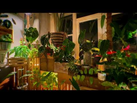 Video: Urban Jungle Moment: Comfy, cozy, planty living room ???