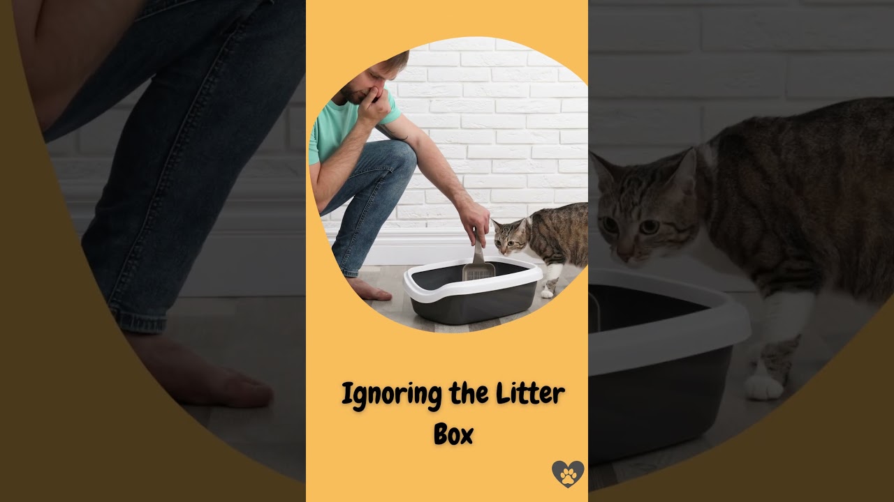 WORST Mistakes New Cat Owners Make (NEVER IGNORE) 