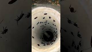 Crazy Animal Transformations