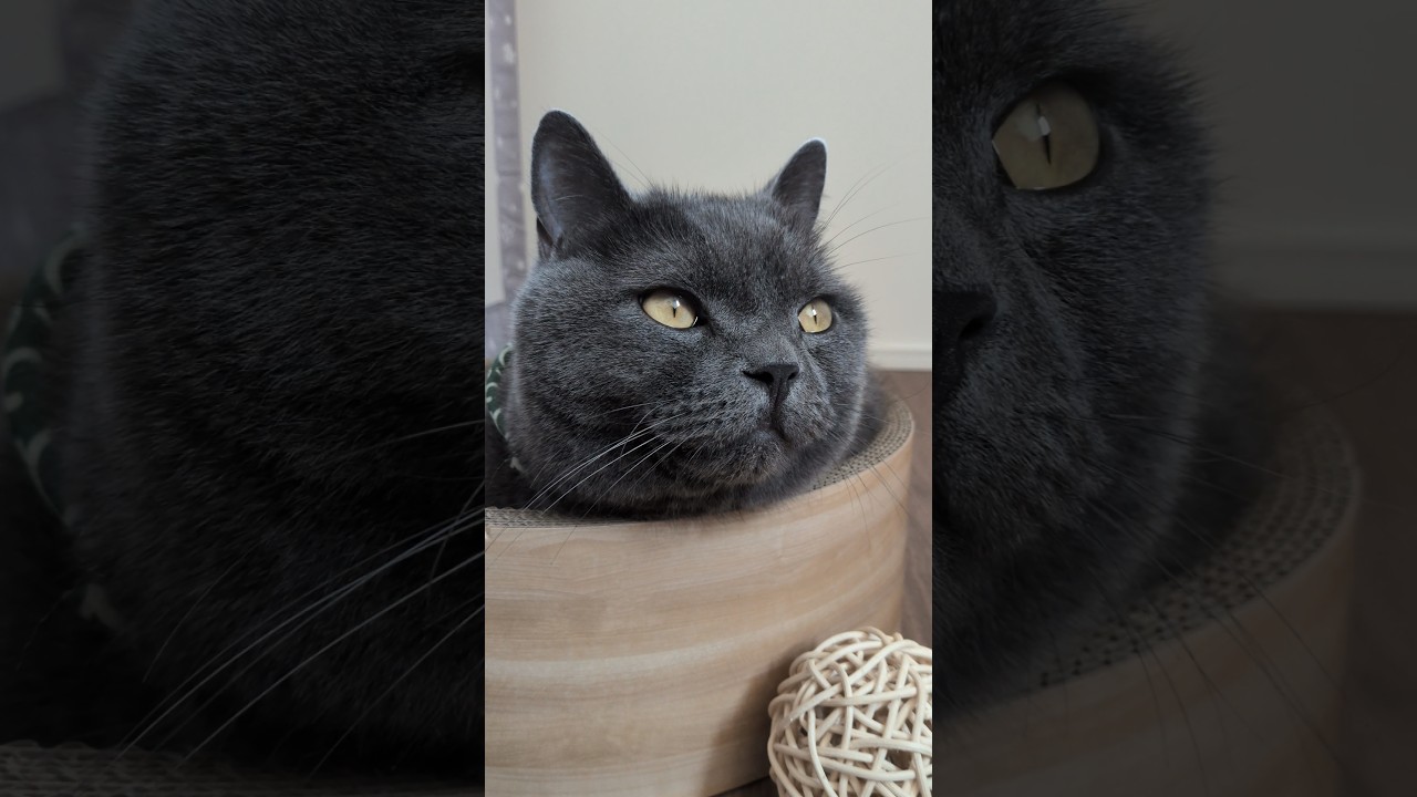 ユーモアなお顔の猫⑦ YouTube