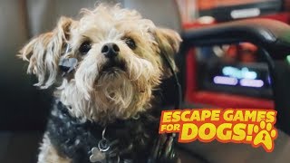 Escape Games For Dogs
