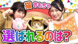 猫のピッピが気に入るおもちゃ選手権やってみたら癒されすぎた...