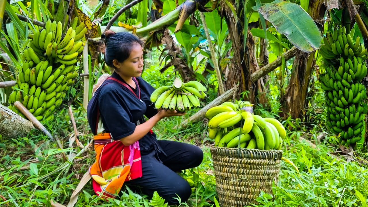 Harvest bananas to sell. Daily life of a single mother - YouTube