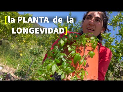 Video: Cómo cultivar Jiaogulan - Cultivo y beneficios de la planta de hierba de la inmortalidad