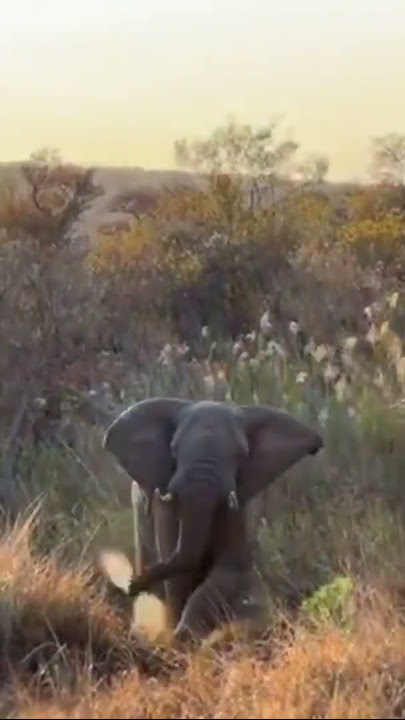 Why You Shouldn't Sneak Up on an Elephant...