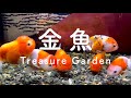 Treasure Garden - 金魚 (Single version)