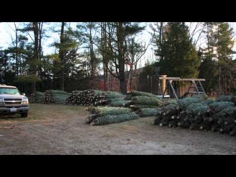 wholesale-christmas-tree-video