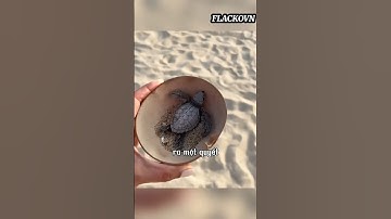 Cô gái đã cứu hàng trăm con rùa con #shorts