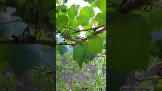 the grape canopy spring 2023 by Aftershock American bully 19 views 9 months ago 2 minutes, 14 seconds
